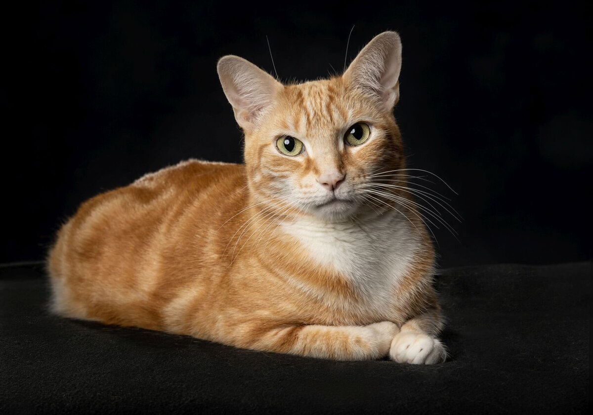 lilla-bordas-portraits-tampa-CAT-photographer1191