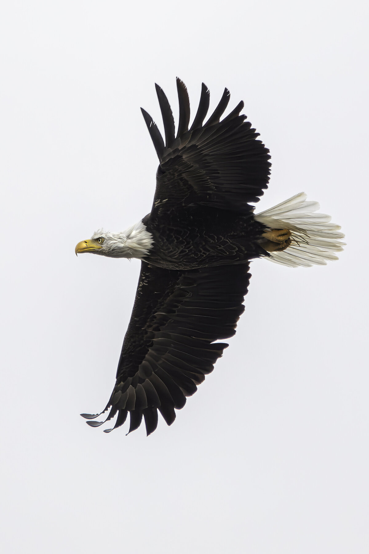 Bald Eagle Flying by Michael Kaal Photography 