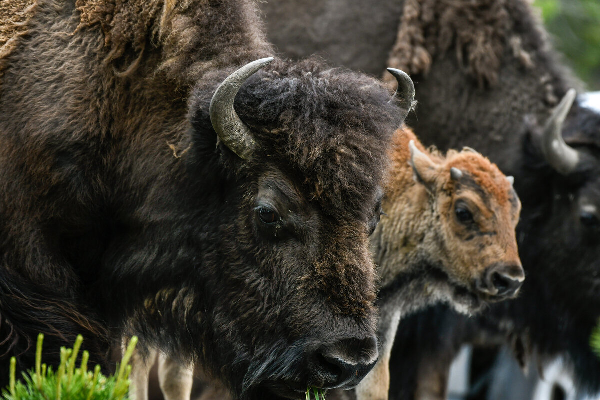 Bison