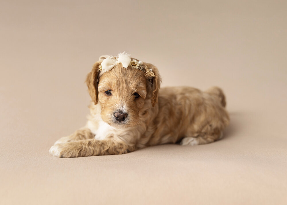 PETS_PUPPYCAVOODLEDOGGIRL