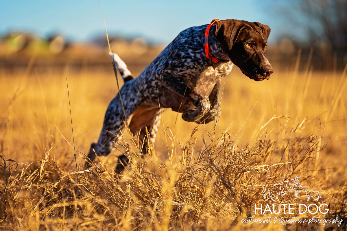 A German Shorthair Pointer dog leaps with front legs tucked through a golden hay field.
