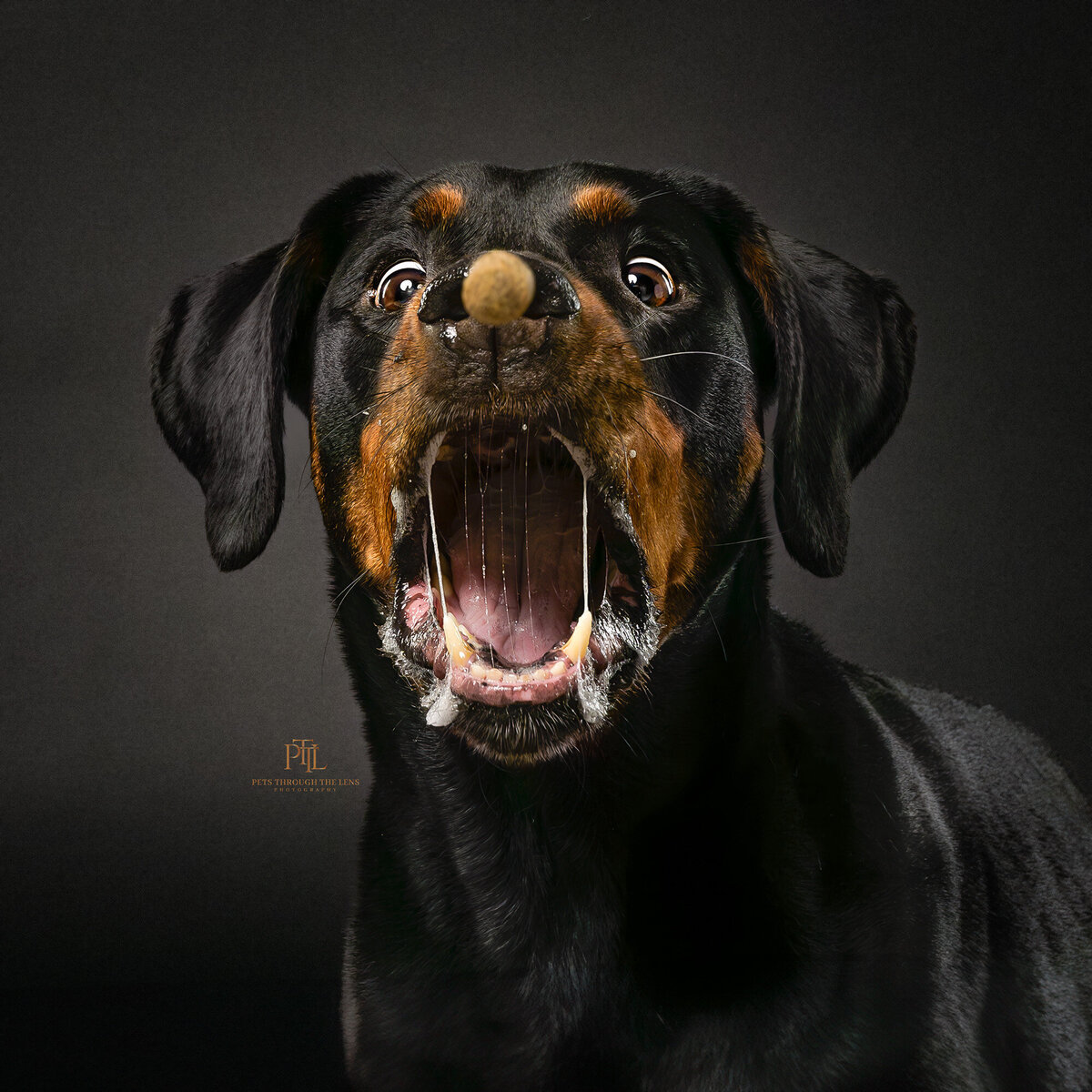 Our professional pet photography studio specializes in creating high-quality and memorable portraits that showcase the unique personalities of your pets. Trust Pets through the Lens Photography for hilarious and unforgettable pet photography experience in Vancouver.