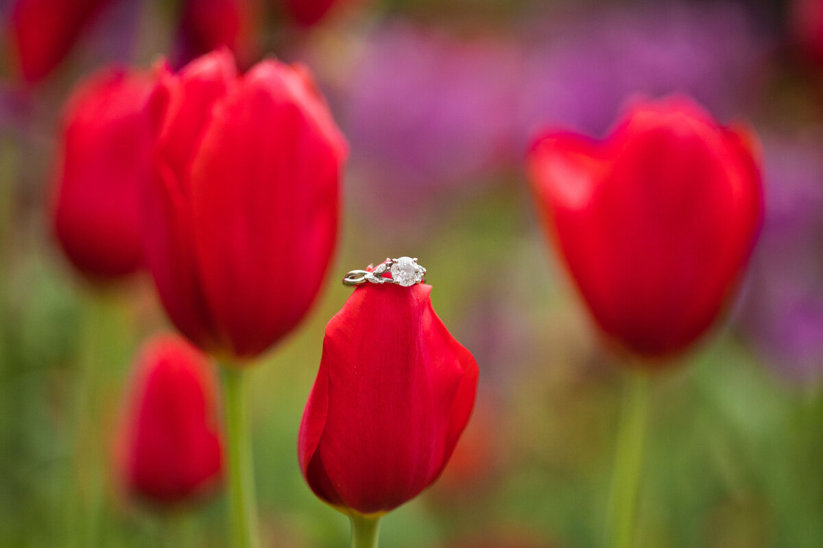 Ring Virginia