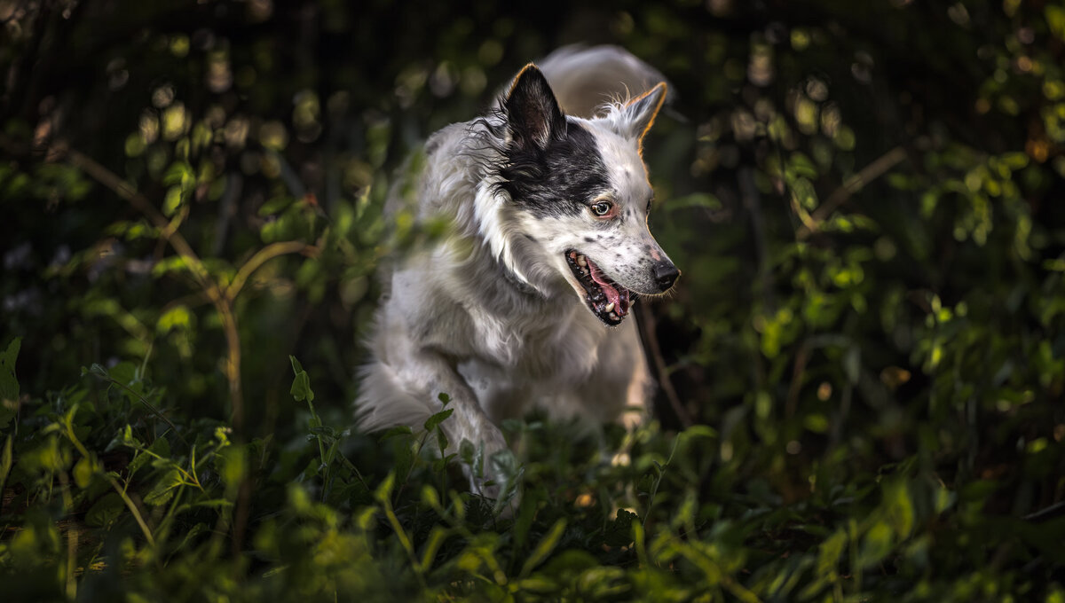 three legged  white dog  with one black earportrait hanging out in some bushes