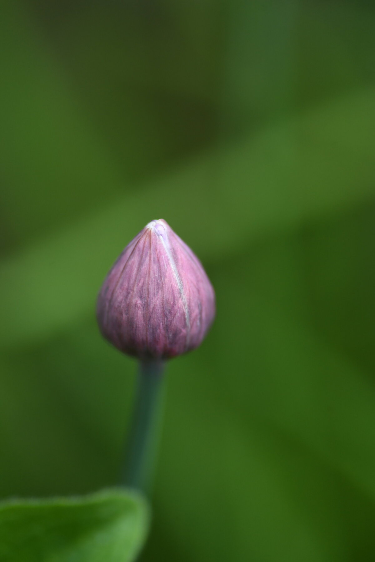 May garden - 41
