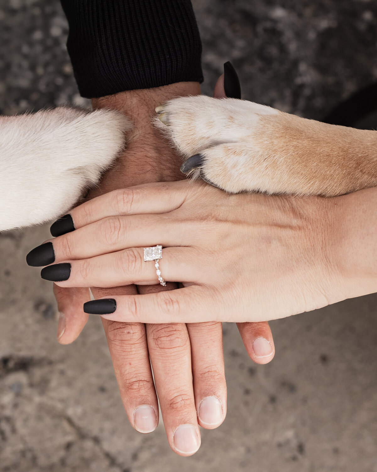 hands-and-paws-shot