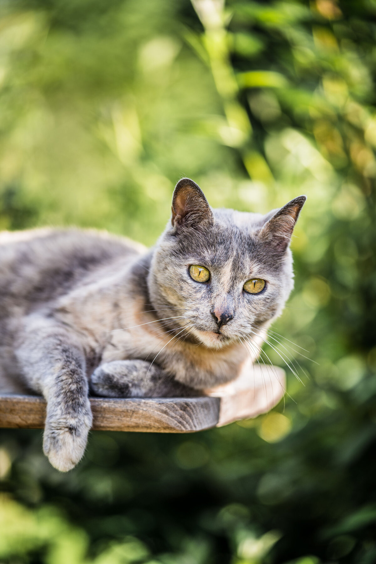 Schweiz-Tier-Fotograf-Pet-Photographer-15-Musto-Studios