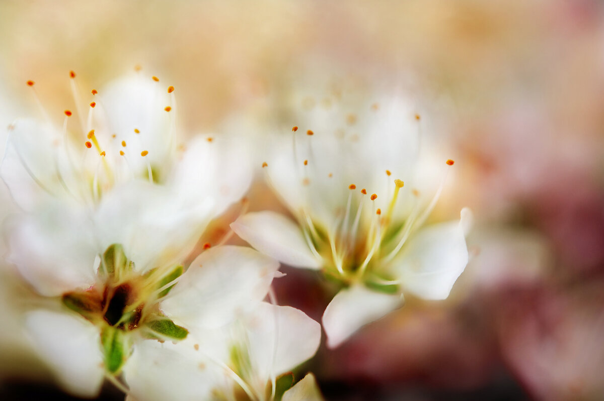 liz allen photography flowers-78