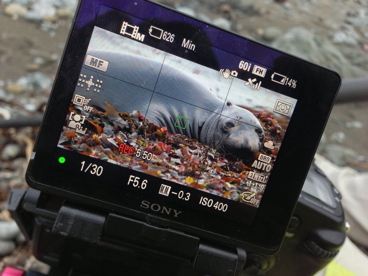 Raven 6 Studios filming seals along the Alaska coast