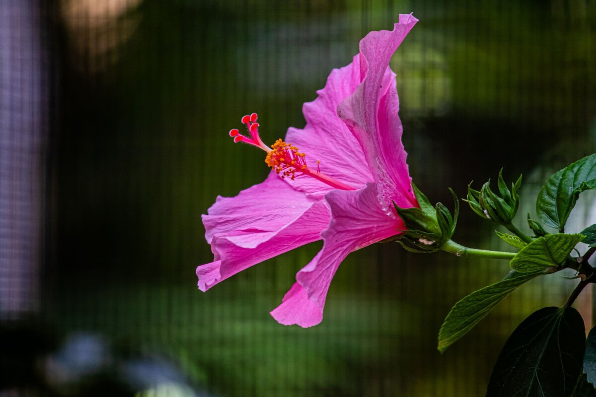 pink-flower-6fede6e6-2500