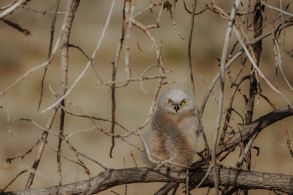 EDP Wildlife-230509-035