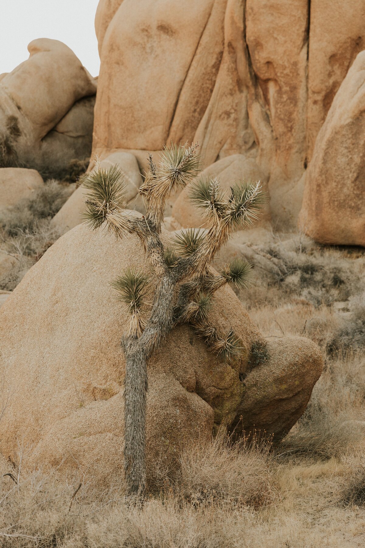 Joshua-Tree-Elopement-6