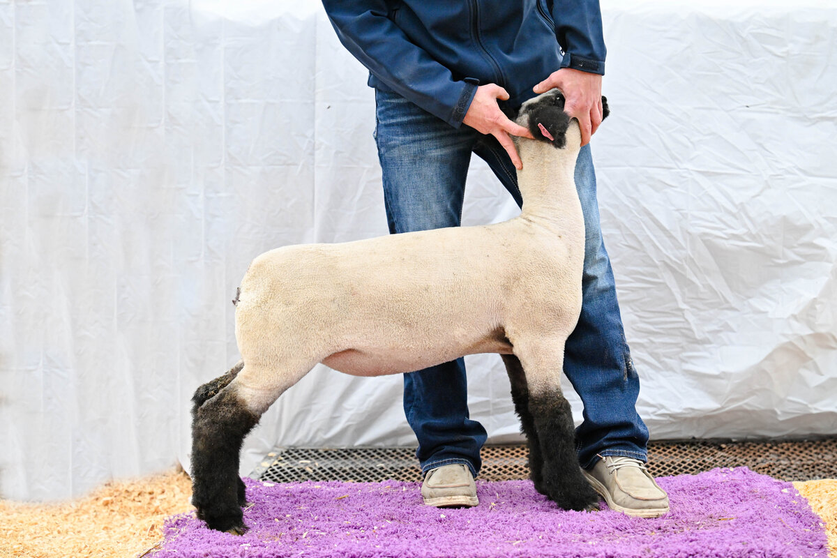 ewe sale photo