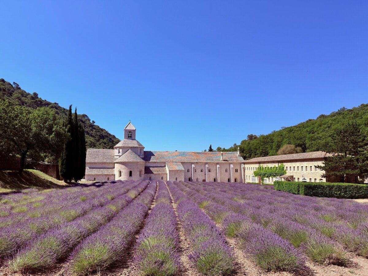 lavender field with abby in background (1)