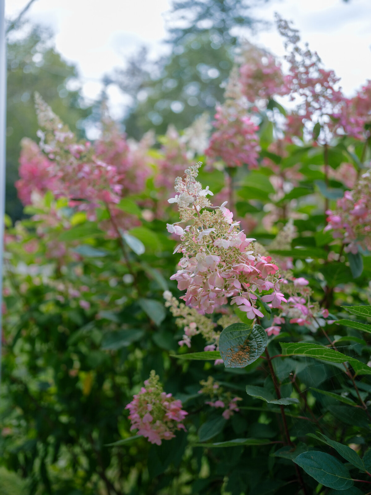 Islesboro_Maine_Island_Wedding-60