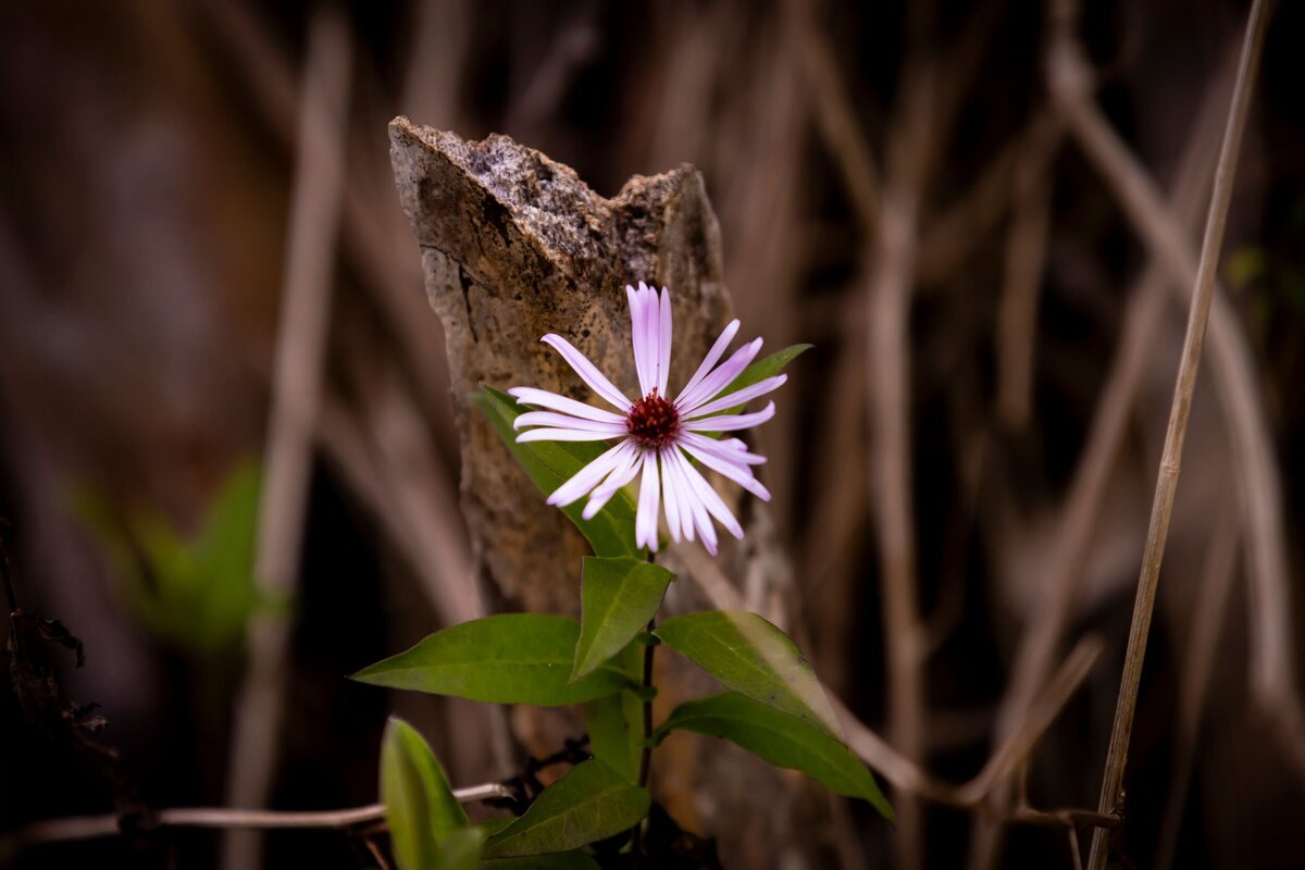 Flower-6df873e6-2500