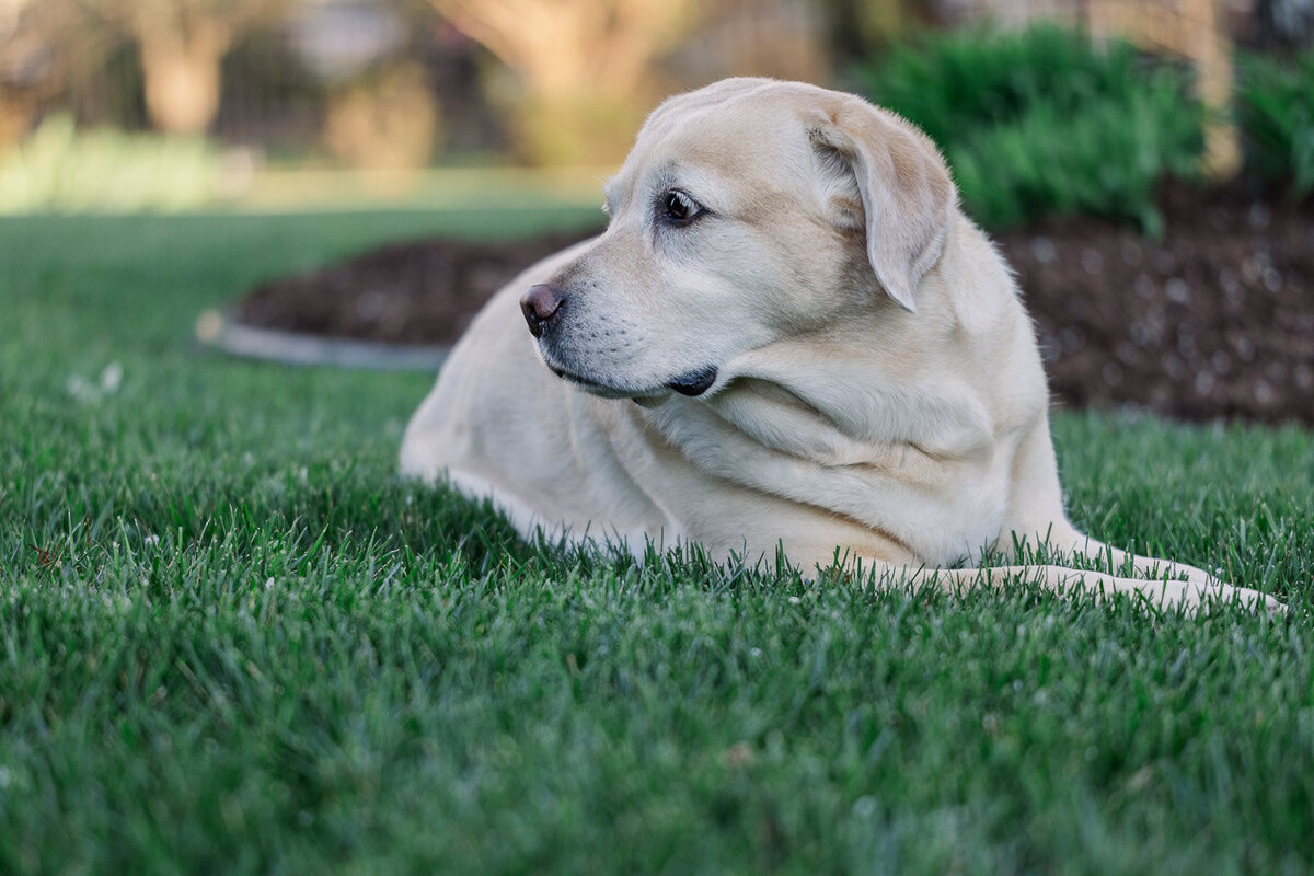 yellow-labrador-backyard-left-fence-12772