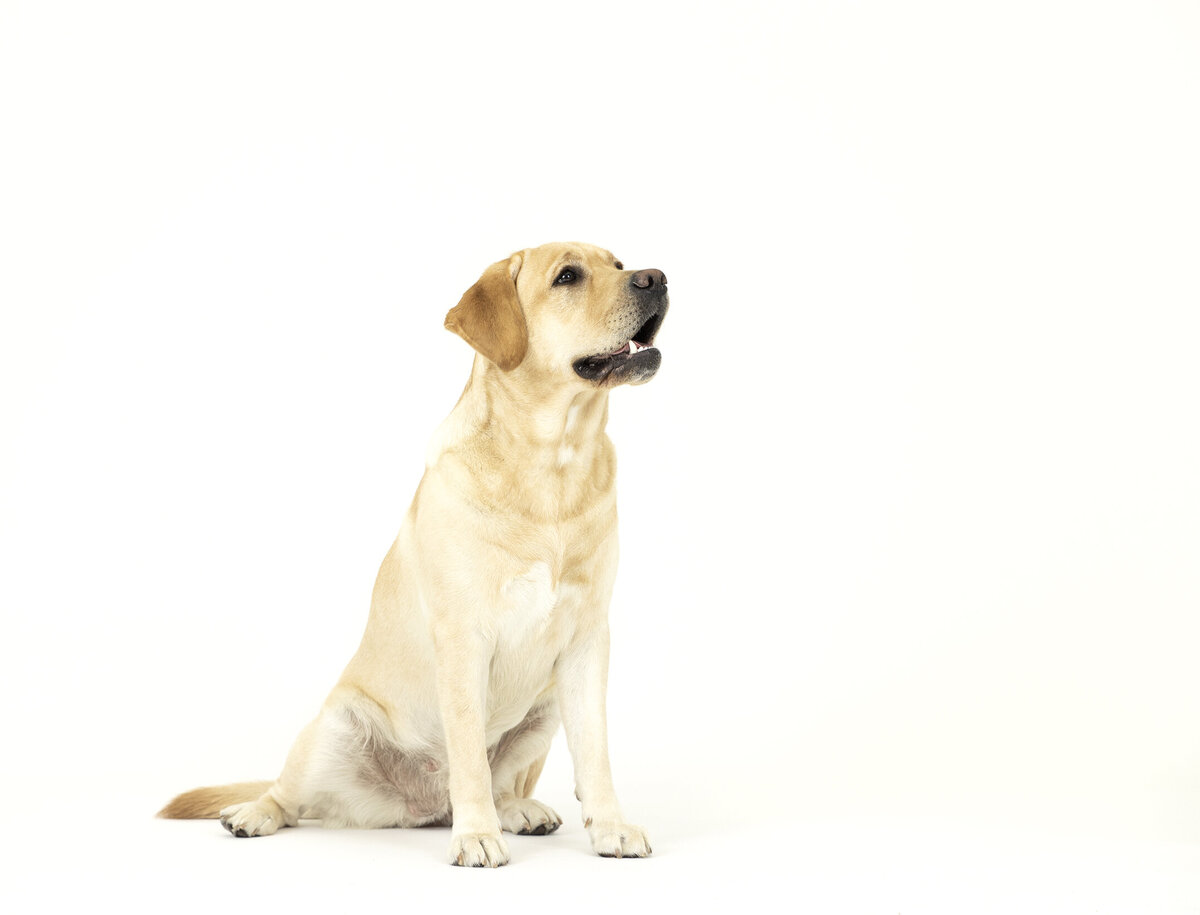 pet product photography 7 copy