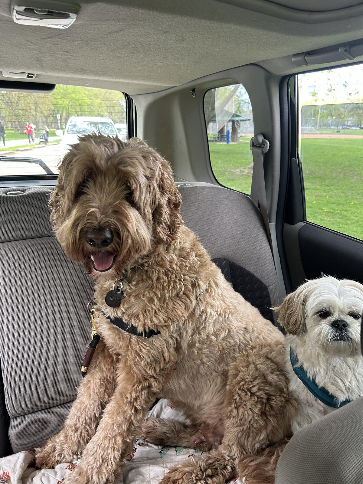 HamiltonToronto-PetSitting-003