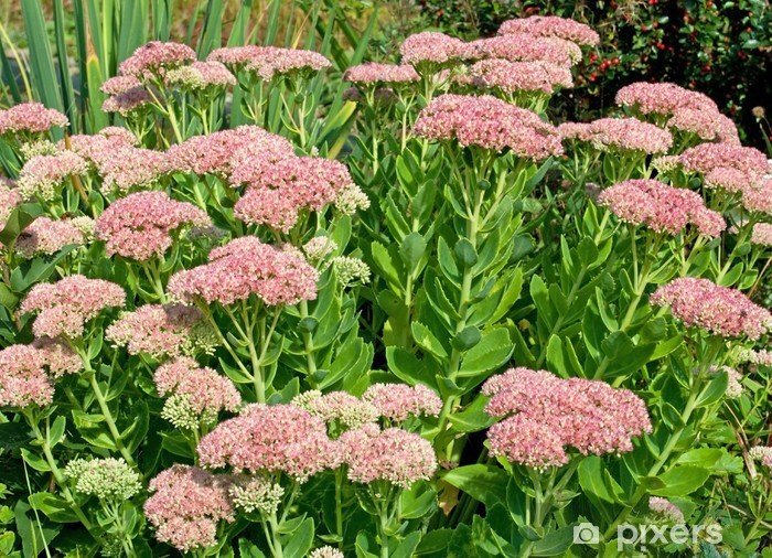 wall-murals-sedum-telephium.jpg