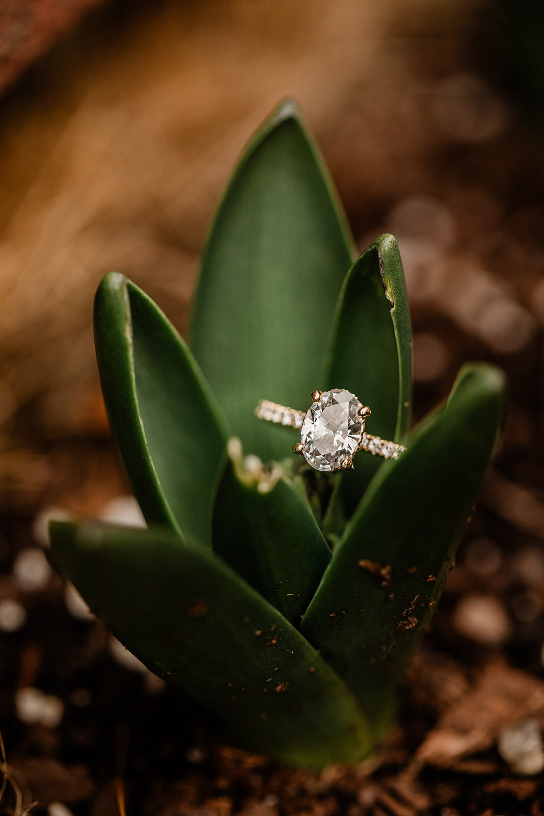 TaraandShaneEngagement-197_websize (1)