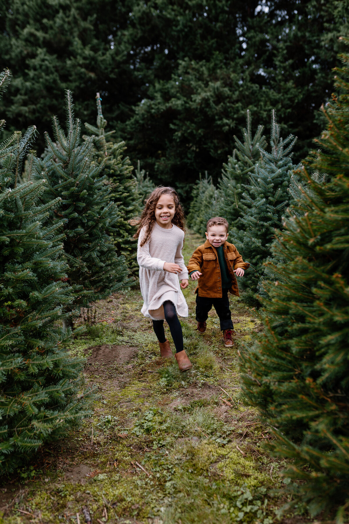 Tree farm-23