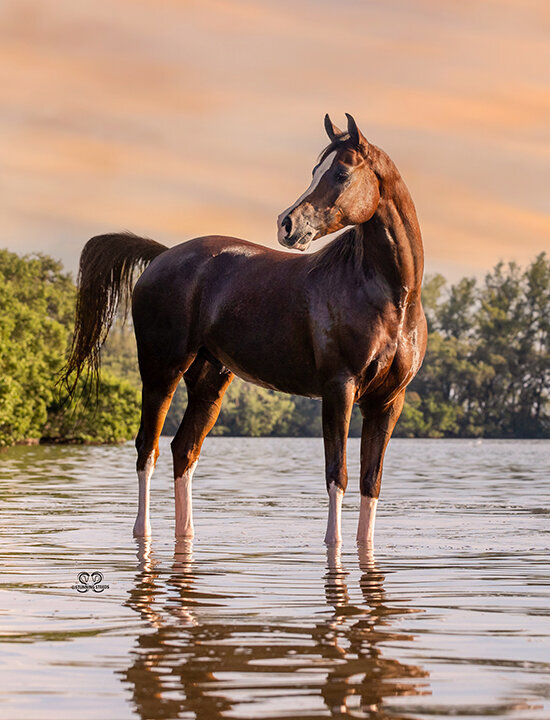 arabian horse photography stallion promotion