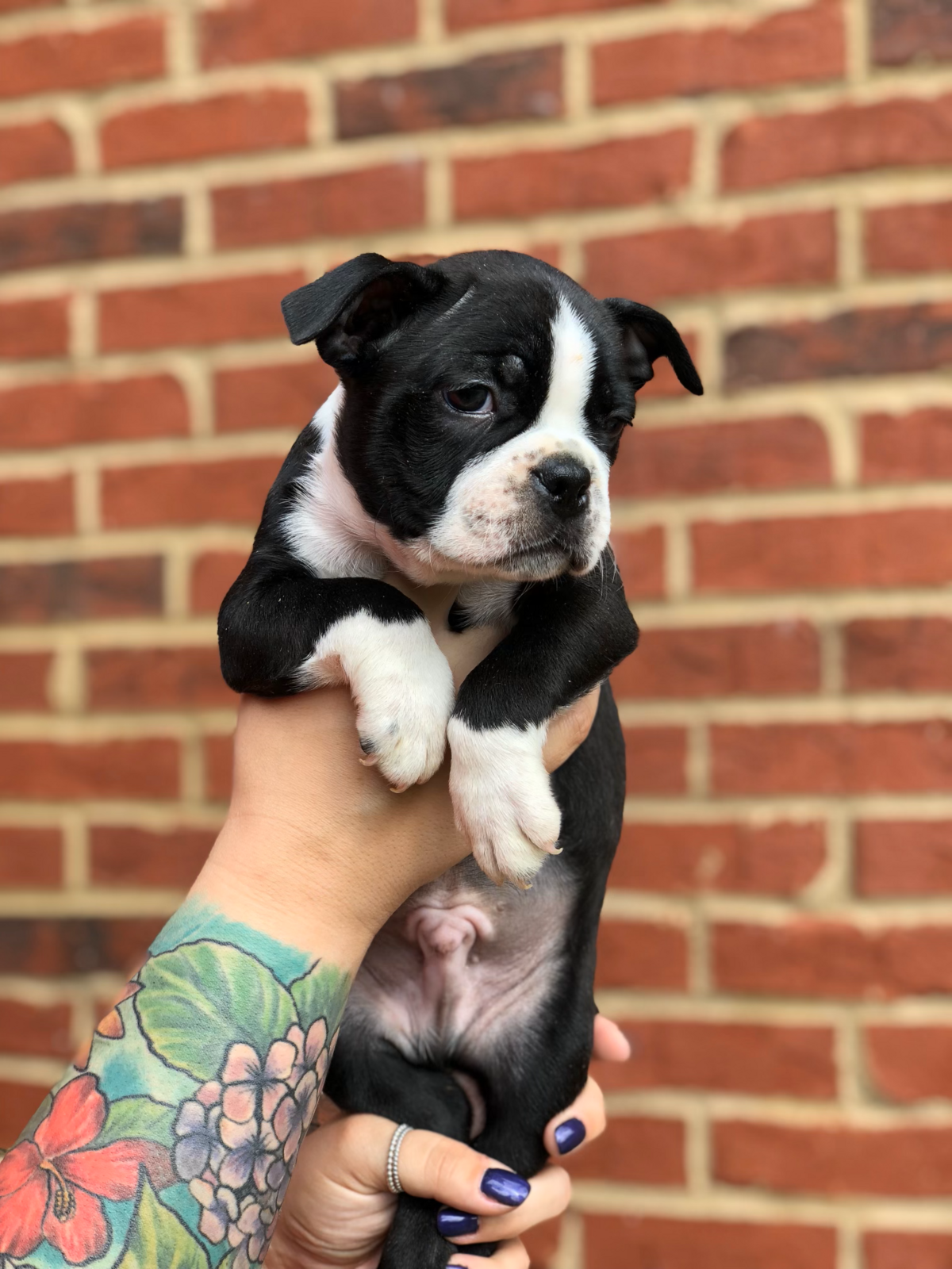 Tuxedo Pups Tuxedo Boston Puppy (1)