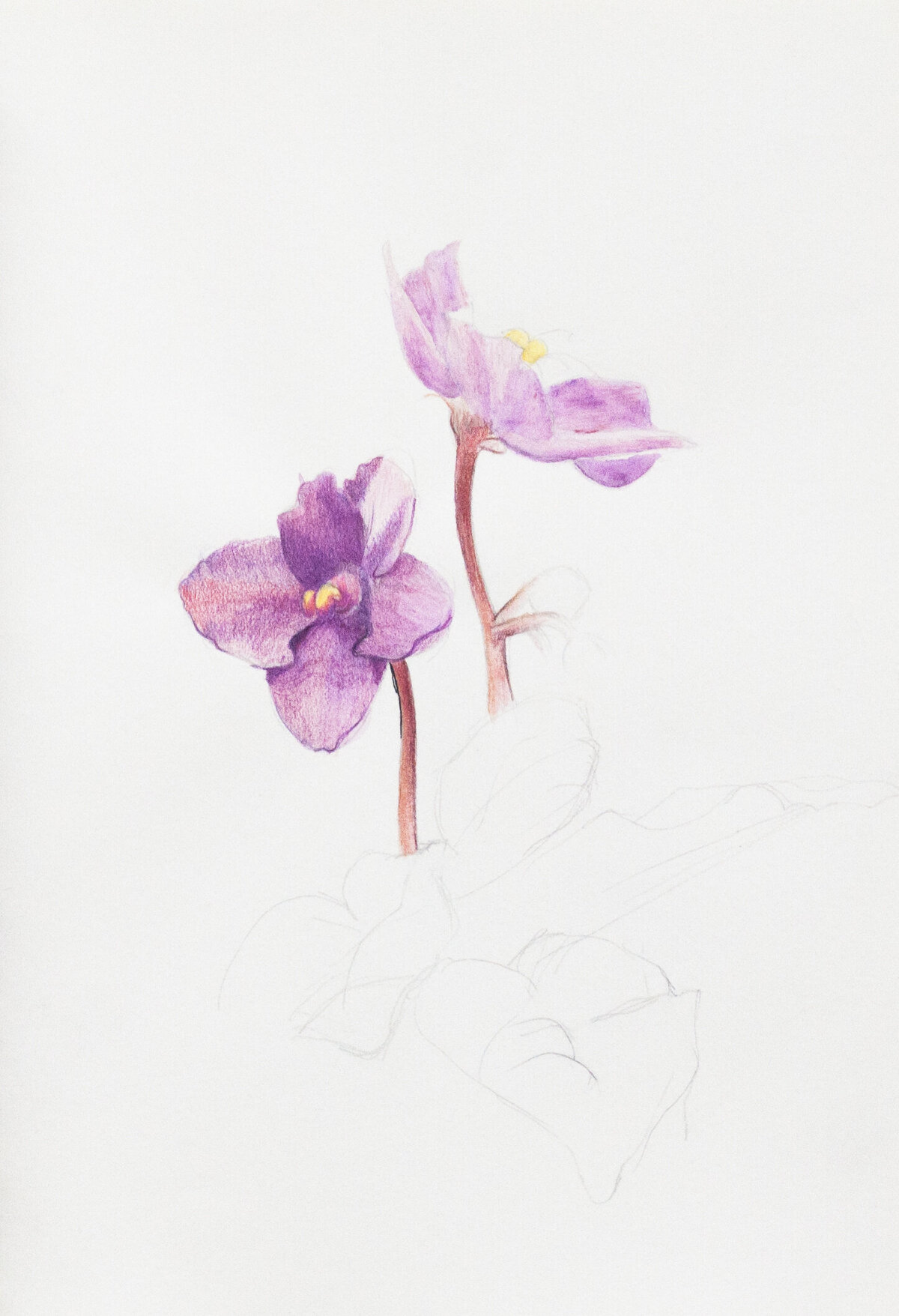gallery drawings (violets)