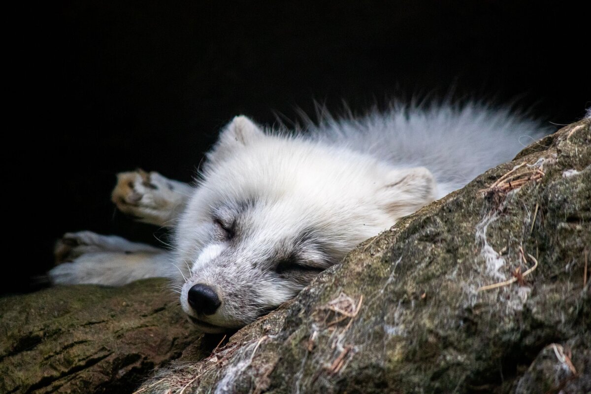 North_Carolina_Zoo_400-f6d47331-2500