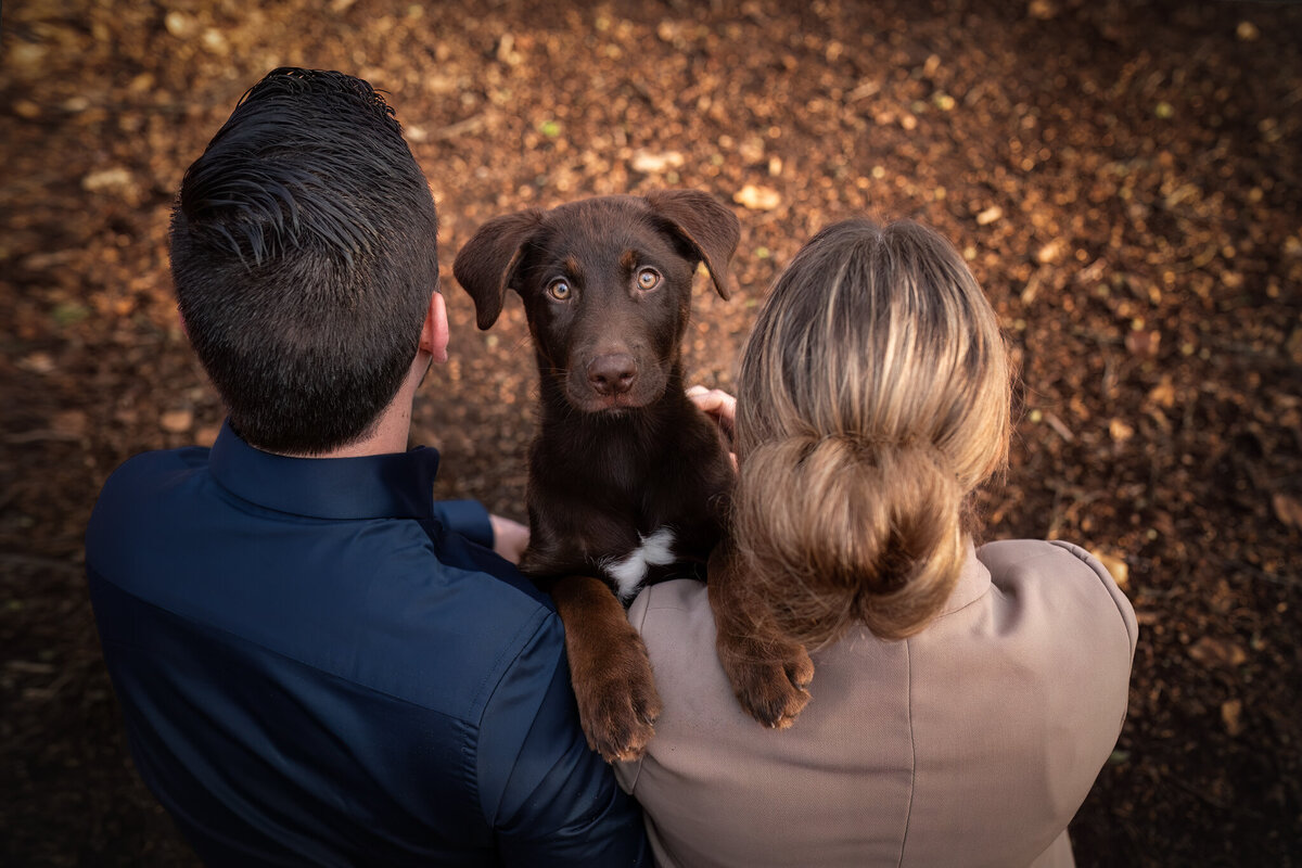Puppyfotoshoot-CobyNiesfotografie-00006