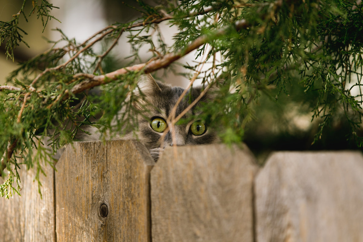 a cat peaks over a wooden fence during a pet photo session