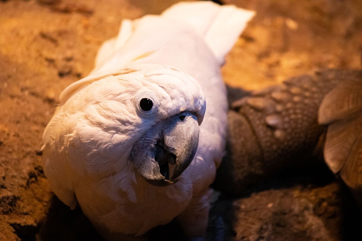 Cockatoo-a2a5d788-2500