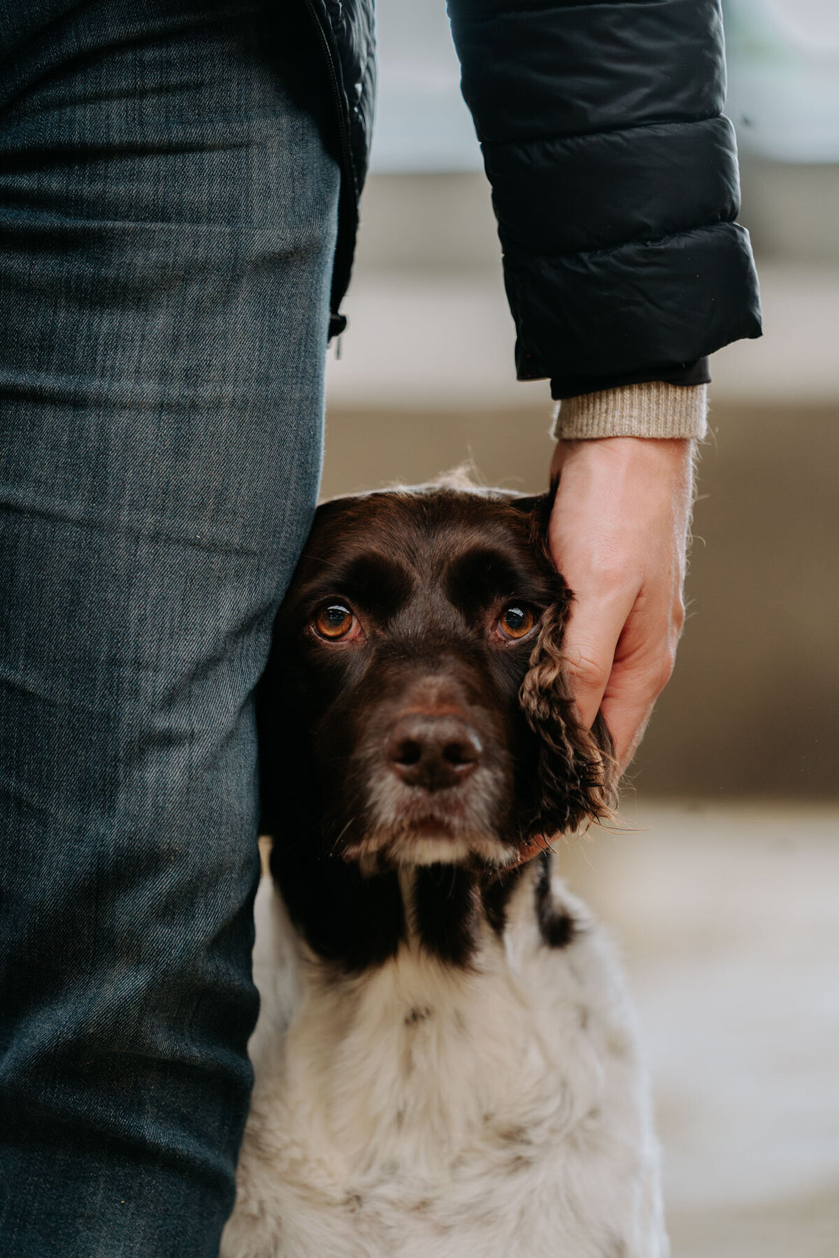 Hondenportret-Limburg-37