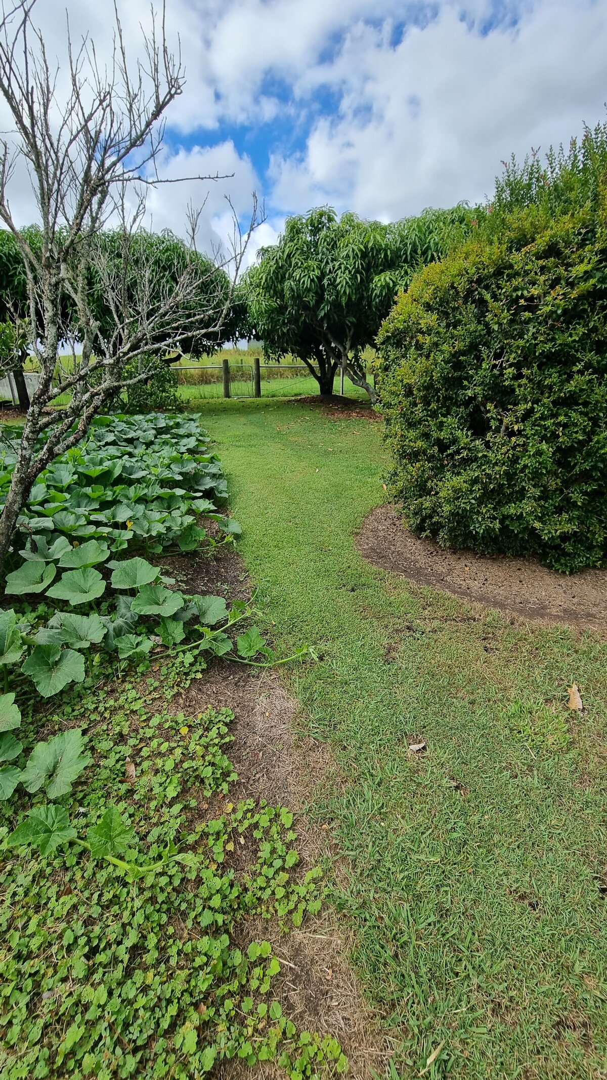 farmstay-dogs-schnoodle-breeders-schnoodle-puppies-nsw38