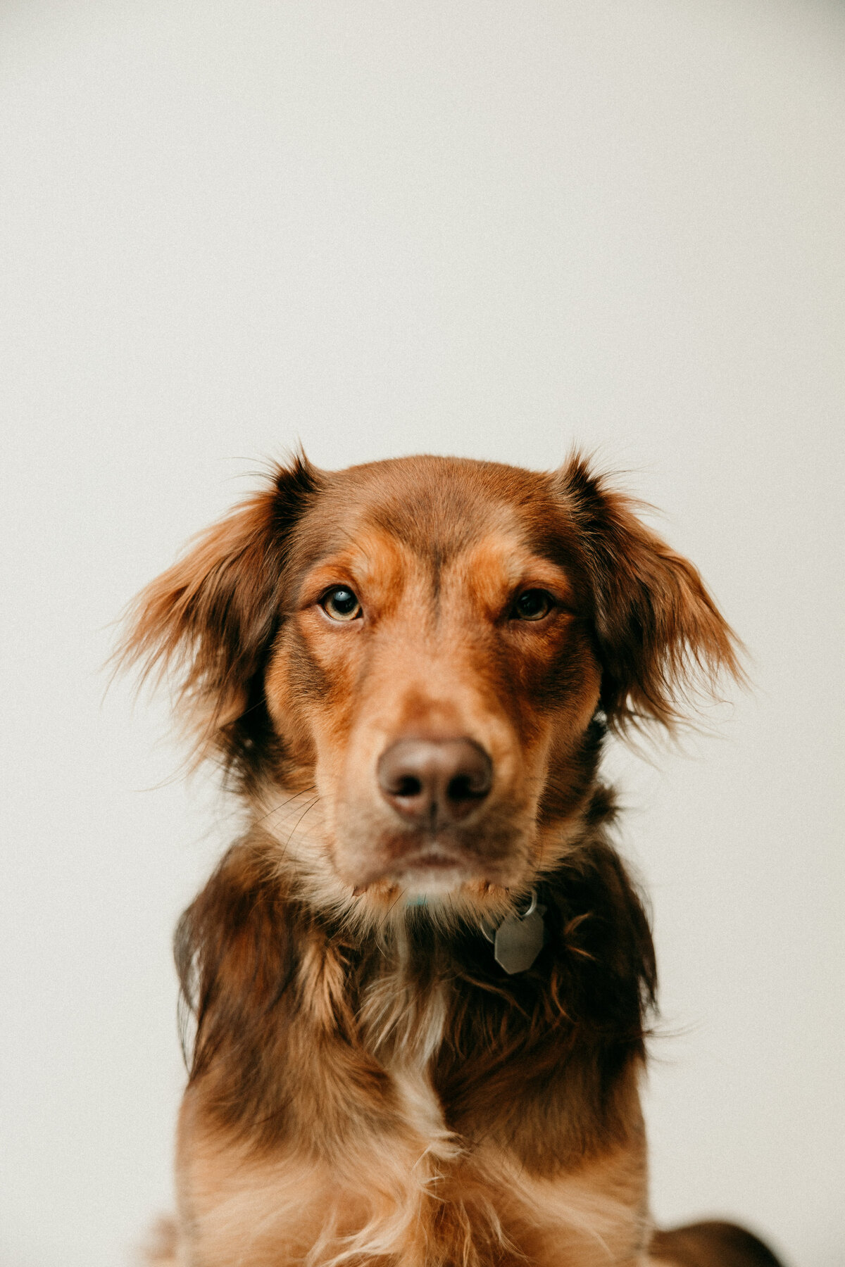 Red fluffy dog stares intently at the camera against a white background.