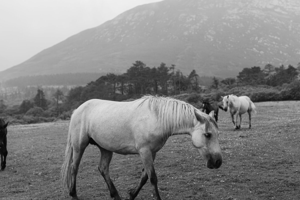 Ireland-Kylemore Abbey-Travel Photographer-Kate Neal Photography