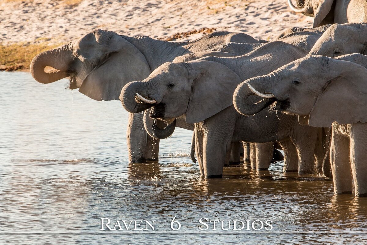 Filming elephants with  Raven 6 Studios