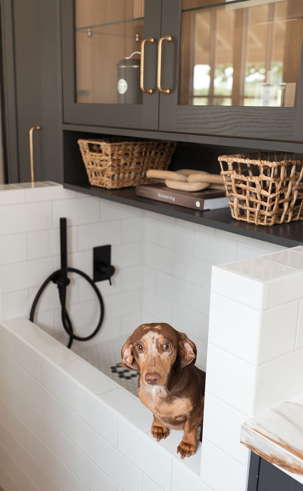 A small brown dachshund inside a modern subway-tiled dog wash station. A black built-in shelf sits above the washing station.