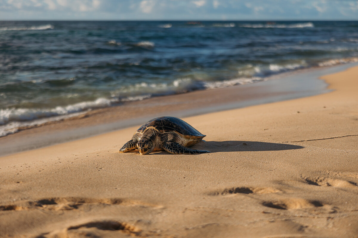 papailoa-beach-elopement-6