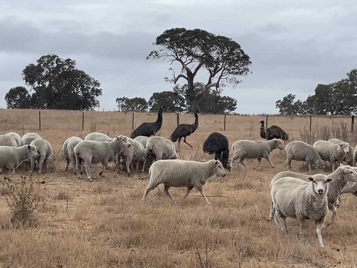 Environmental Welfare farming