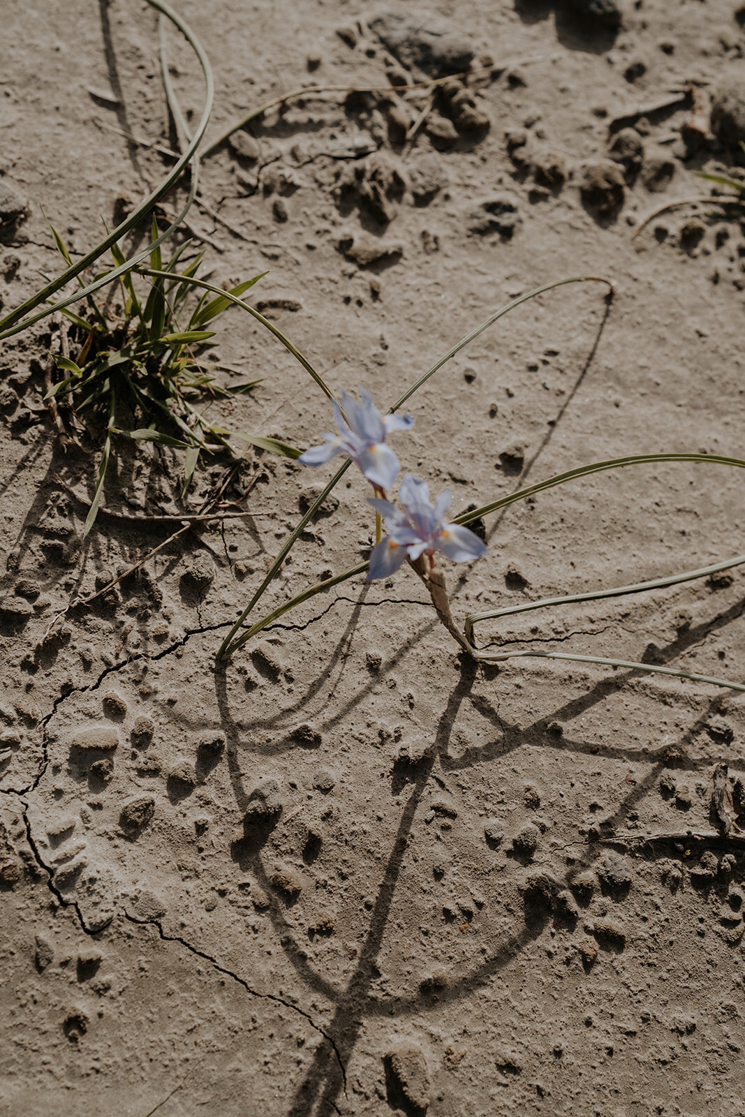 Sonja Koning Photography-05632_websize