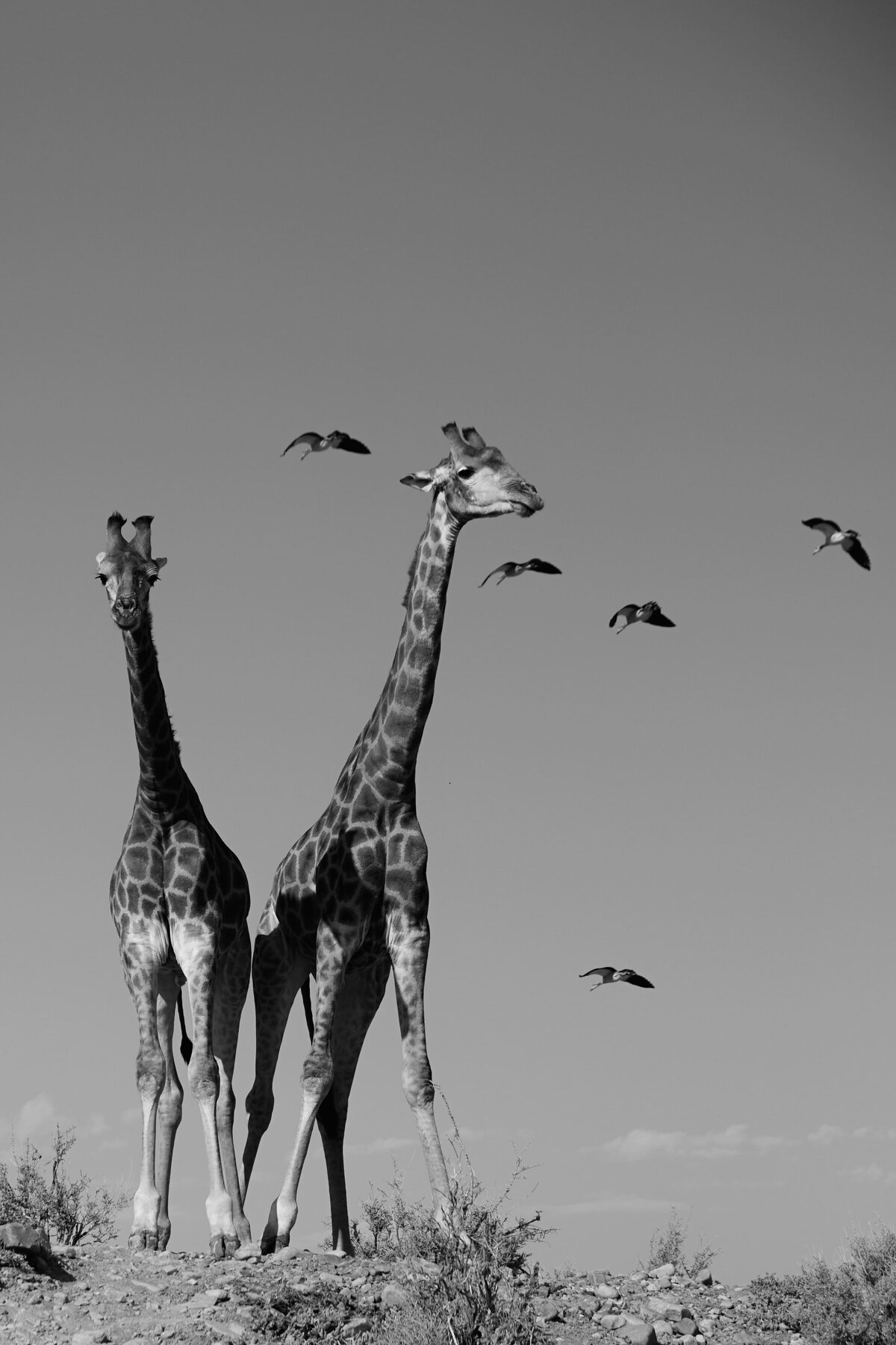 087_SouthAfricaWedding