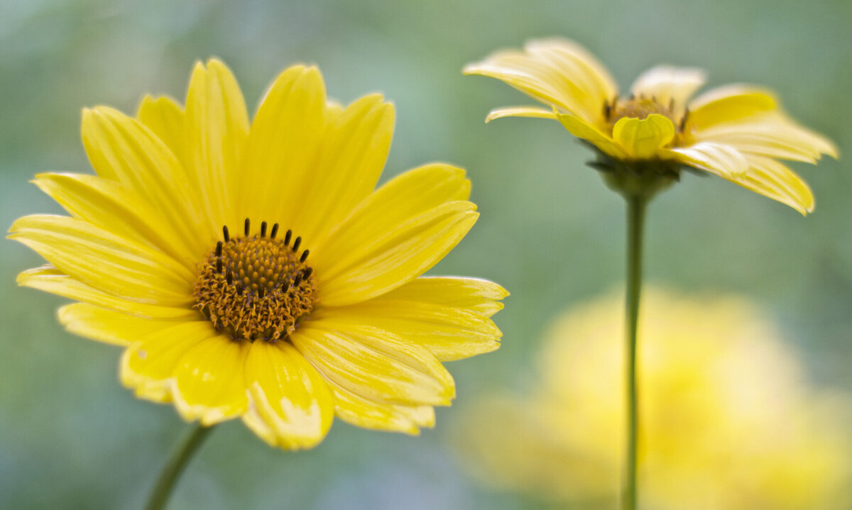 Flower photography closeups yellow daisies