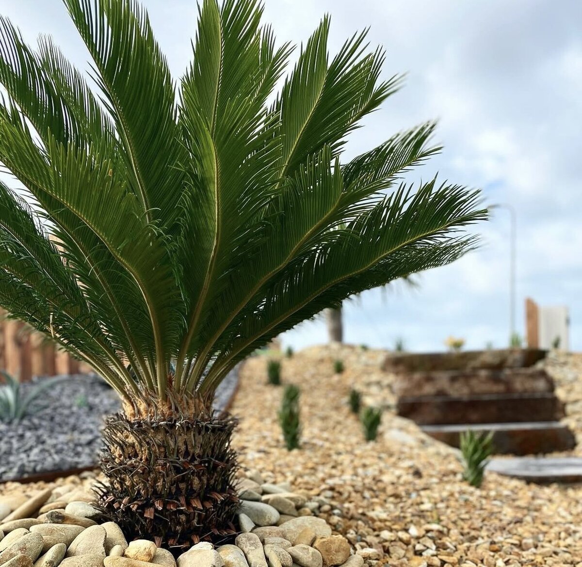 Landscape Design featuring plants and rock work warrnambool
