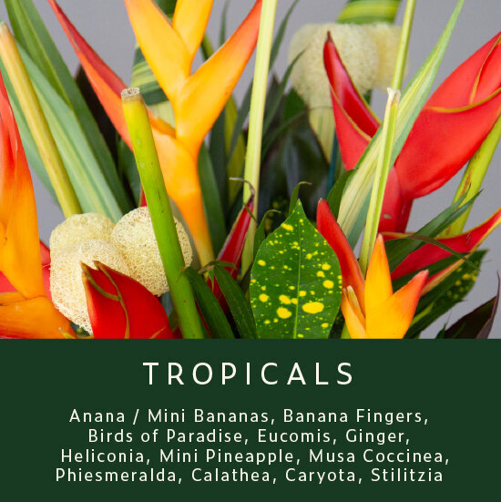 Tropicals-2