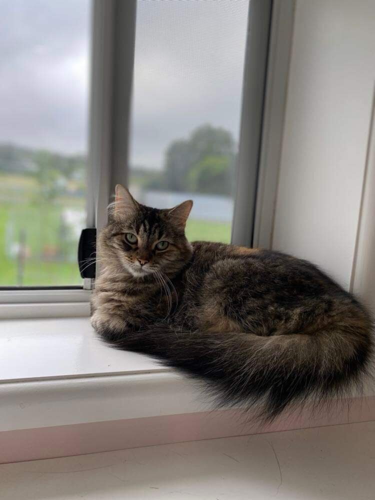 Cat Boarding