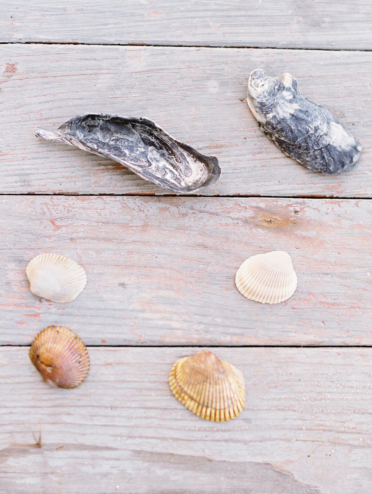 North Carolina beach shells