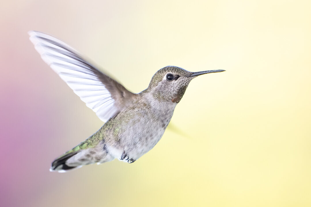 2024Fledgling