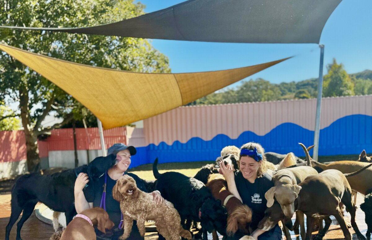 Doggy Daycare ToowoombaIMG_36Doggy Daycare Toowoomba65